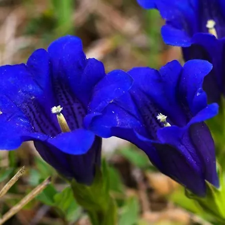 Am Burggraben * Leutasch